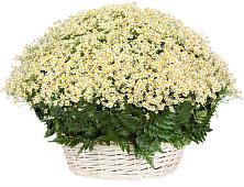 Цветочная композиция из Ромашки в корзине #REPLACE_PRED# Поярково